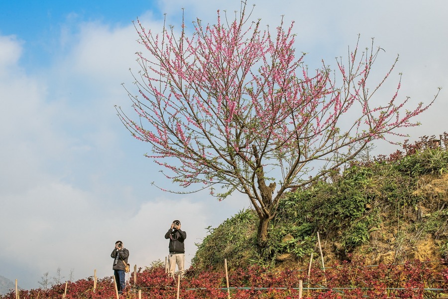 Quảng Cáo Google 2 từ khóa trang 1 của google tìm kiếm